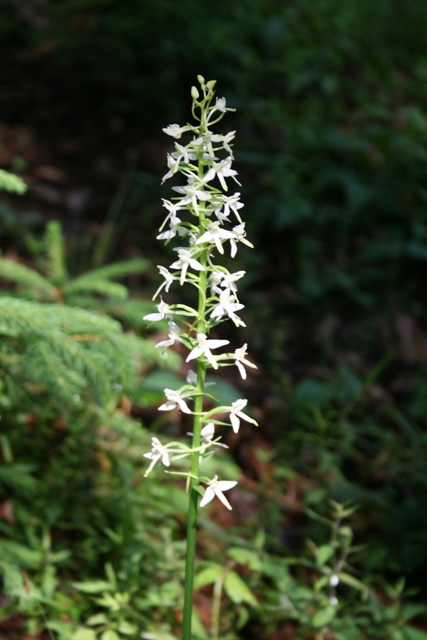 orchidee della Carinzia (Platanthera bifolia)